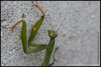 Mantide Religiosa Mantide Religiosa