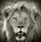 Scattata nel serengeti a febbraio. Uno dei tanti esemplari maschi che abbiamo incontrato durante il safari. Incrociare il suo sguardo ti fa raggelare il sangue, ma trasmette tutta la sua fierezza, tutta la sua forza, tutta la sua sicurezza......tutta la sua MAESTOSITA'.