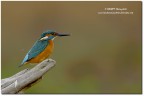 Martin pescatore (Alcedo atthis) Martin pescatore (Alcedo atthis)