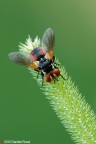 semplicemente mosca semplicemente mosca