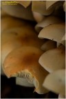 Pattern di funghi Pattern di funghi