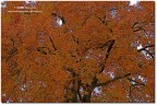 Arancio-Novembre Arancio-Novembre