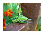 locusta locusta