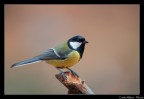 Cinciallegra Cinciallegra