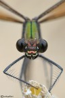 Calopteryx virgo Calopteryx virgo