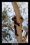 KOALA 3 KOALA 3