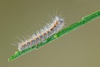 Lasiocampa Quercus Lasiocampa Quercus