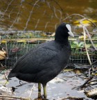 Animali ad Amsterdam #4: Folaga