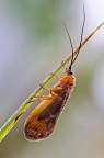 Anabolia nervosa Anabolia nervosa