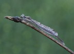 Platycnemis pennipes Platycnemis pennipes