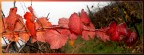 autunno..... autunno.....