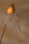 Empusa Gelata Empusa Gelata