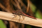 ...Libellula Autunnale....!!! ...Libellula Autunnale....!!!