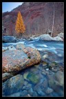 Il Larice e Il Fiume Il Larice e Il Fiume