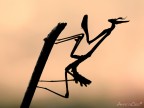 Empusa silhouette Empusa silhouette