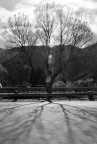 Radici nel cemento