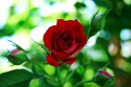I boccioli e la rosa I boccioli e la rosa
