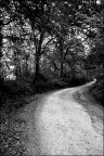 viale alberato viale alberato
