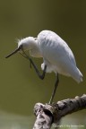 Garzetta  giovane (Egretta garzetta)