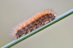 phragmatobia fuliginosa... phragmatobia fuliginosa...