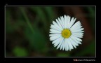 Fiore Fiore