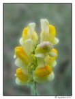 Antirrhinum majus