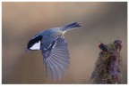 In volo In volo