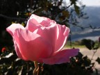 Una rosa Una rosa