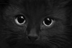 The eyes The eyes