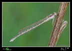 ...Sympecma fusca... ...Sympecma fusca...