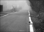 nebbia nebbia