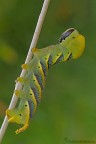 Bruco di Acherontia atropos (Sfinge testa di morto) 


Dati Exif:
ApertureFNumber:f/13.0
Model:Canon EOS 7D
ISOSpeedRatings:100
ShutterSpeedValue:1/5 sec. 
FocalLength: 150 mm.