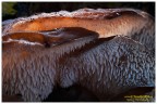 Pseudo hidnum gelatinasum Pseudo hidnum gelatinasum