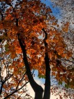 O autunno che accendi i colori ... O autunno che accendi i colori ...
