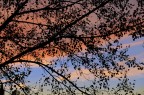 Albero Albero