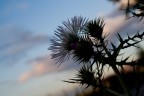 Natura Natura