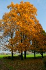 D'autunno D'autunno
