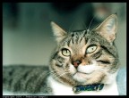 Ritratto di gattaccio Ritratto di gattaccio