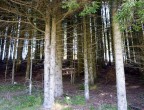78 IL BOSCO 78 IL BOSCO
