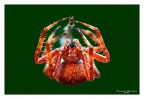 Araneus sp. Araneus sp.