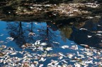 Specchio d'acqua... Specchio d'acqua...