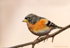 Peppola (Fringilla montifringilla) Peppola (Fringilla montifringilla)