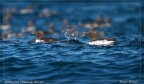 Erano tre sorelle pescatrici..... Erano tre sorelle pescatrici.....