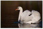 Cigno Cigno