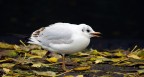 Animali ad Amsterdam #7: Gull