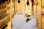 Magica Venezia Magica Venezia