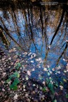 nature in the mirror nature in the mirror