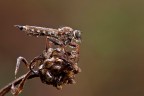 Asilide Asilide