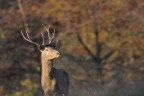 al primo sole al primo sole