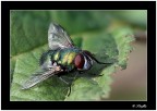 Mosca 1 Mosca 1